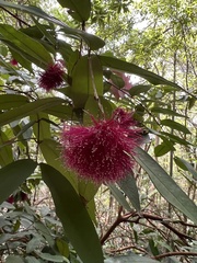 Syzygium wilsonii