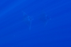 Mobula mobular
