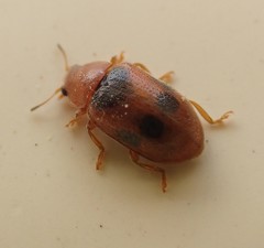 Coccidula scutellata