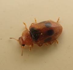 Coccidula scutellata