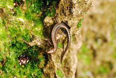 Cryptoblepharus africanus