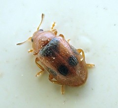 Coccidula scutellata