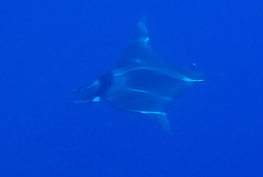 Mobula mobular