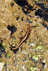 Cryptoblepharus africanus