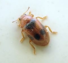 Coccidula scutellata