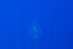 Leucothea multicornis