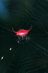 Gasteracantha falcicornis