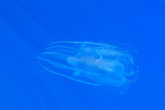 Leucothea multicornis