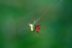 Gasteracantha falcicornis