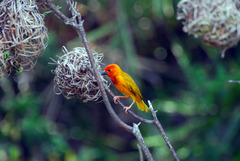 Ploceus bojeri