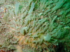 Polymastia penicillus