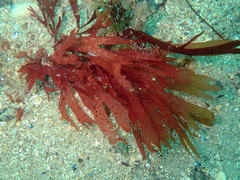 Stenogramma interruptum