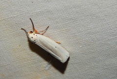 Ilemodes astriga