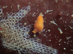 Vorticeros auriculatum