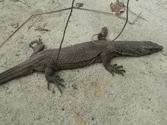Varanus dumerilii