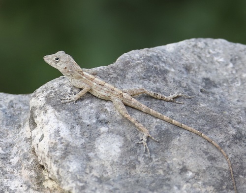 Saona Stout Anole, Anolis ravifaux