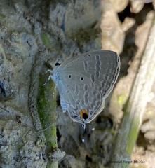 Catochrysops strabo strabo