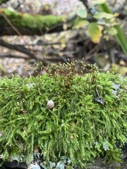 Haplocladium microphyllum