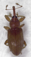 Peristoreus innocens