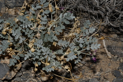 Astragalus mohavensis