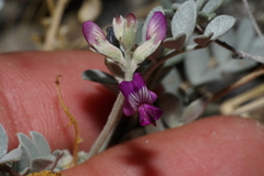 Astragalus mohavensis