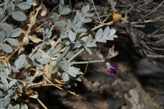 Astragalus mohavensis