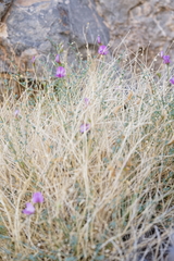Astragalus ackermanii