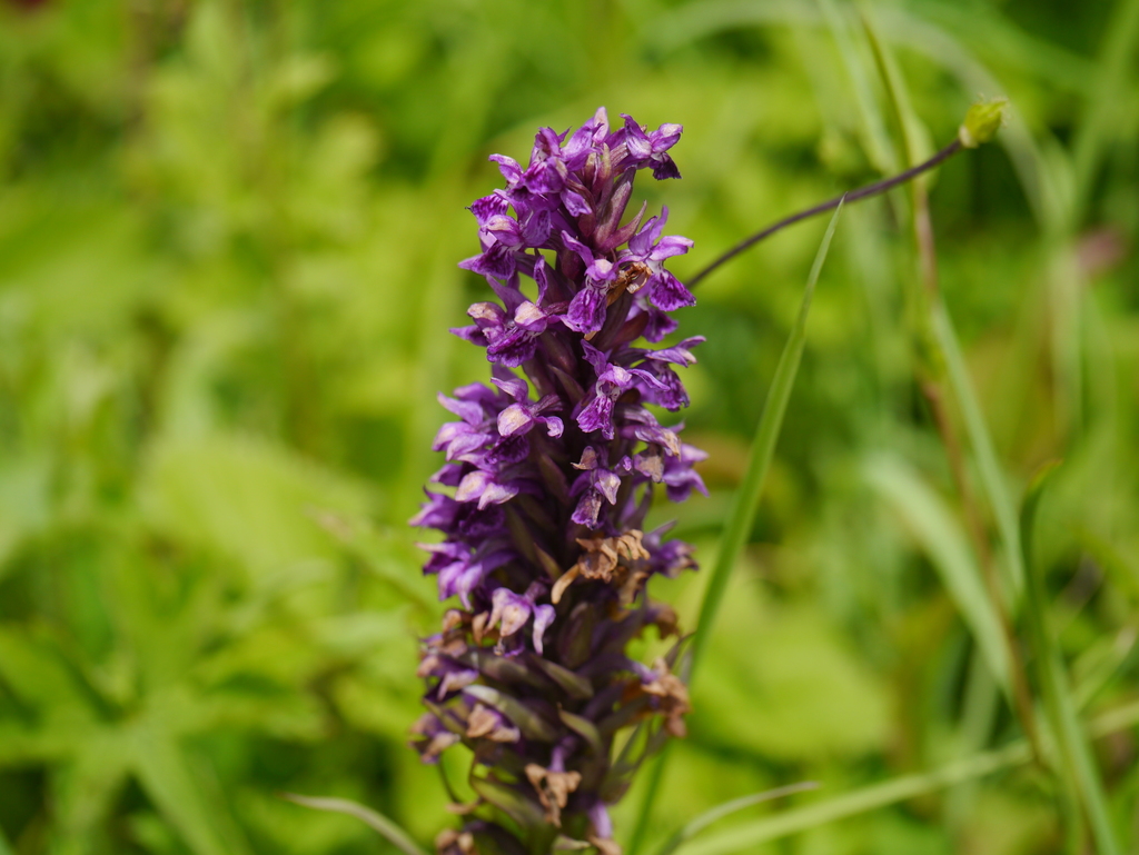 Dactylorhiza hatagirea (D.Don) Soó