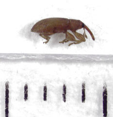 Peristoreus innocens