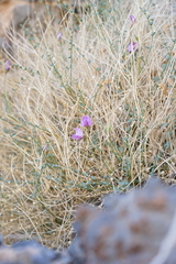 Astragalus ackermanii