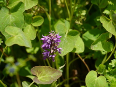 Dactylorhiza hatagirea