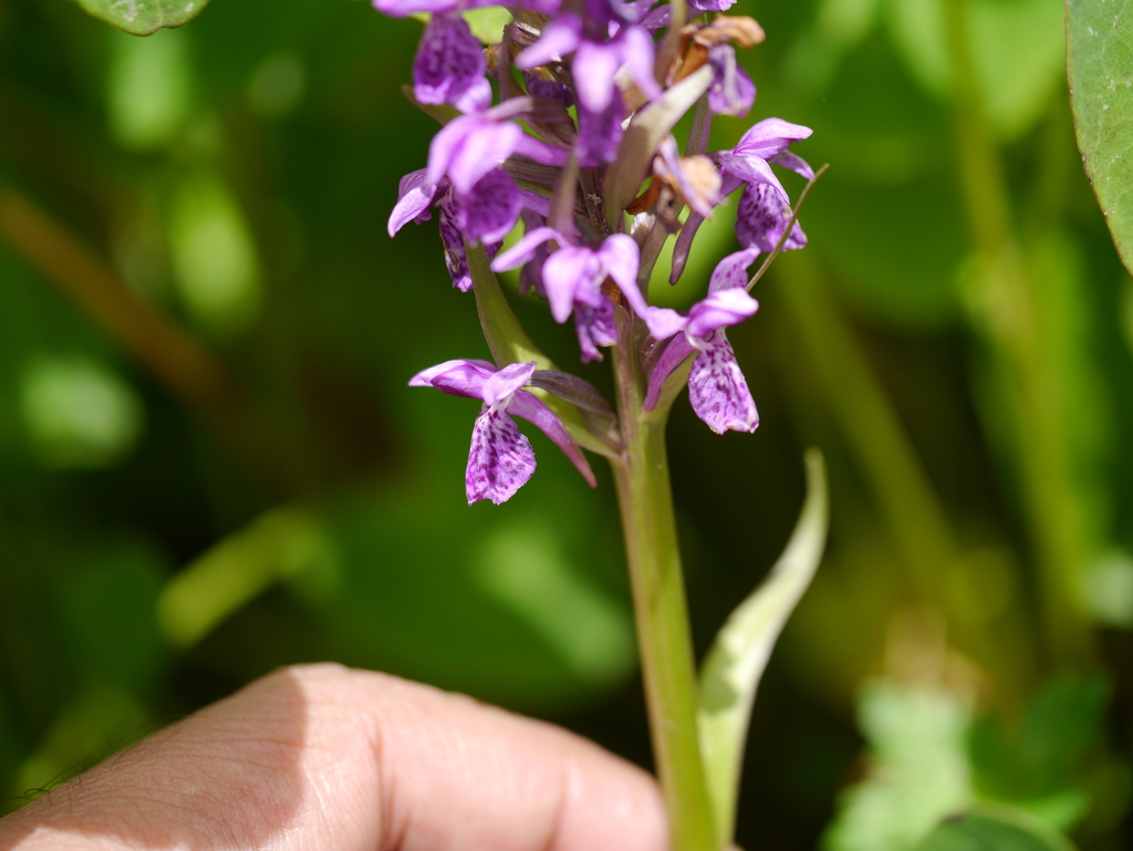 Dactylorhiza hatagirea (D.Don) Soó 3