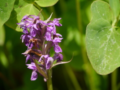 Dactylorhiza hatagirea