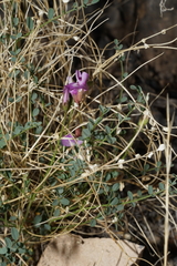 Astragalus ackermanii