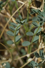 Astragalus ackermanii
