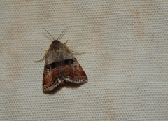 Ozarba megaplaga