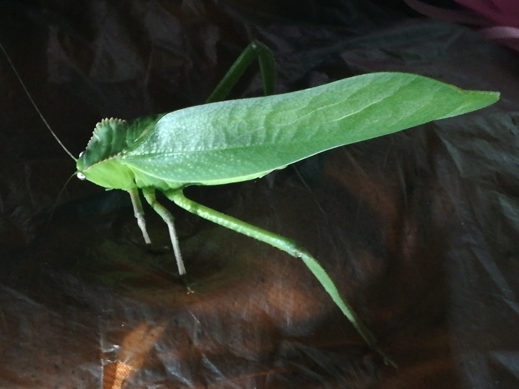 Steirodon dentatum from QUINTAS DEL LLANITO, Girón, Santander, Colombia ...