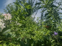 Danaus gilippus
