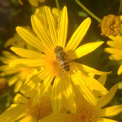 Eristalinus taeniops