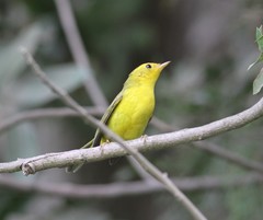 Cardellina pusilla