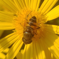 Eristalinus taeniops