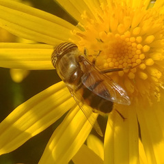 Eristalinus taeniops