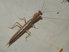 Tarachodinae
