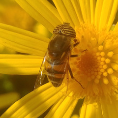 Eristalinus taeniops