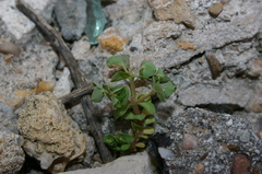 Euphorbia peplus var. minima image