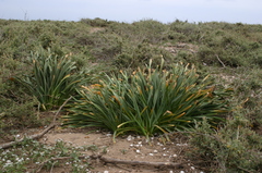 Pancratium maritimum