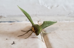 Xylophanes huloti