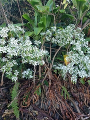 Euphorbia leucocephala