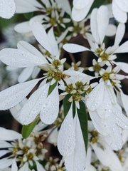 Euphorbia leucocephala