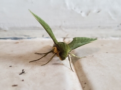 Xylophanes huloti